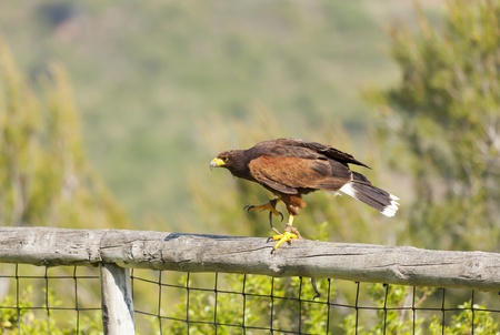 Closeup of a beautiful buzzard of harrisの写真素材