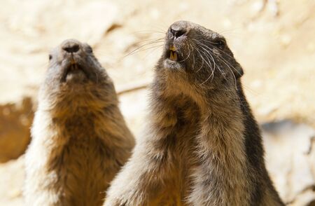 Beautiful living in the wild woodchucks