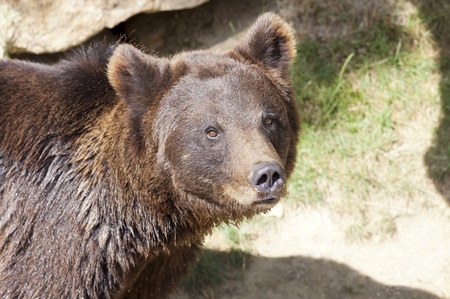 Closeup of a beautiful brown bearの写真素材
