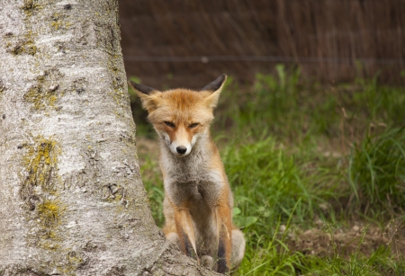 Closeup of a beautiful fox in semi aware of any movementの写真素材