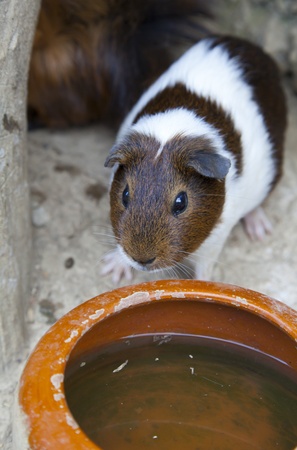 Close up of a free funny guinea pigs