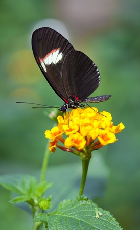 The Postman butterfly has large long wings with an orange stripe down each forewing