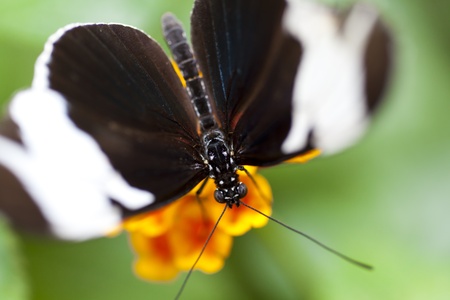 Heliconius sapho is a member of the pupal-mating clade of Heliconius butterflies. It occurs in Central and northwestern South America to the west of the Andesの写真素材