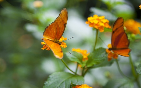 Closeup of a beautiful orange butterfliesの写真素材