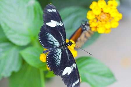 Beautiful butterfly resting on a flower drinking nectar