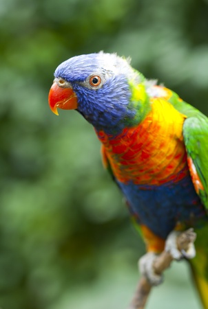 The Rainbow Lorikeet (Trichoglossus haematodus) is a species of bird in the parrot family...