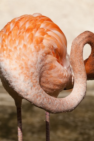 Closeup of a pink flamingo americanの写真素材