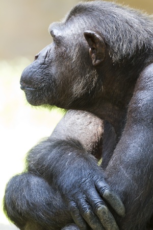 Close-up of a beautiful chimpanzeesの写真素材