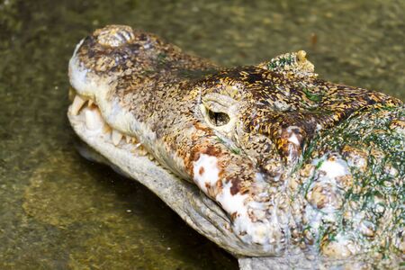 Closeup of a dangerous crocodile