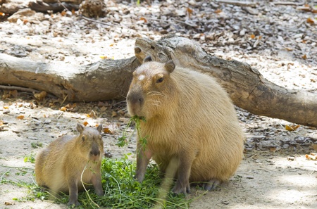 Capybaraの写真素材