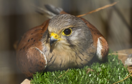 kestrel bird sitting on grass