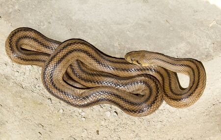 Snake