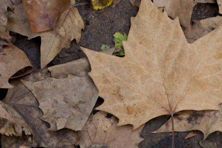 Dry leaves in a forest in autumn
