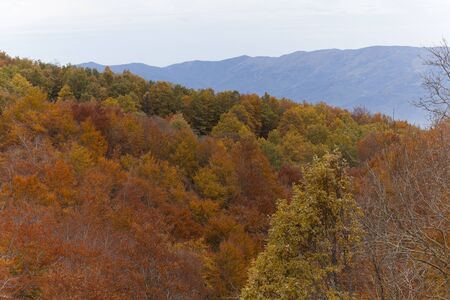 Views of the changing shades on the trees in the Montsenyの写真素材