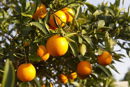 Orange orchards in Valencia, Spainの写真素材