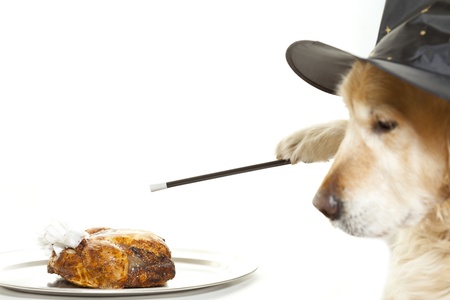 Dog doing a magic trick conjuring up a chicken roastの写真素材