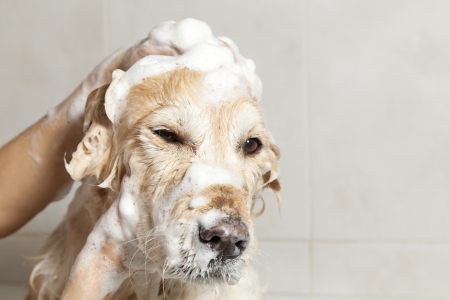 A dog taking a shower with soap and waterの写真素材