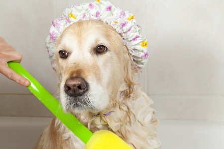 A dog taking a shower with soap and waterの写真素材