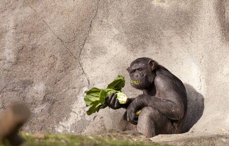 Pair of chimps with food in handの写真素材