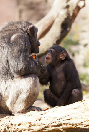 Pair of chimps eating fresh vegetablesの写真素材