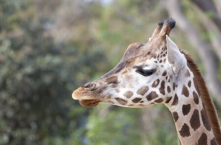 Close ups of a giraffe in a parkの写真素材