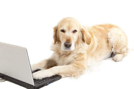 Golden retriever bored using a laptopの写真素材