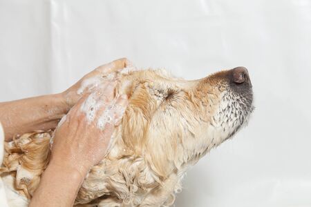 A dog taking a shower with soap and waterの写真素材