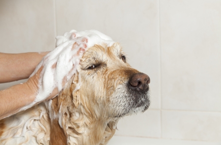A dog taking a shower with soap and waterの写真素材