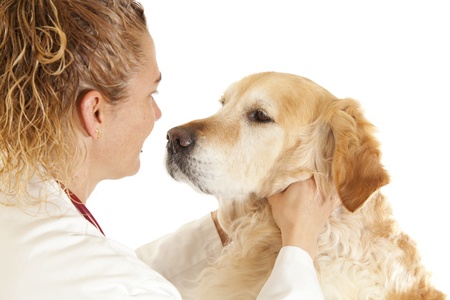 Veterinary consultation and a follow a dogの写真素材