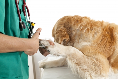 Veterinary consultation and a follow a dogの写真素材