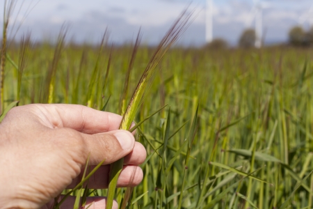 Panoramic of a few plantations of maize on a blue skyの写真素材