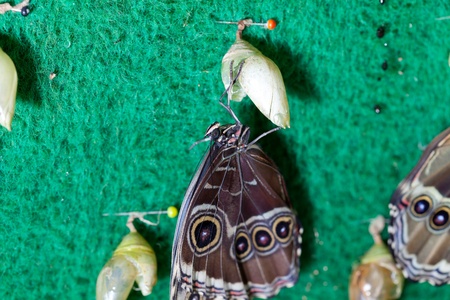 Birth of a owl butterfly in its cocoonの写真素材
