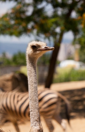 Closeup of the head of an ostrich in their habitatの写真素材
