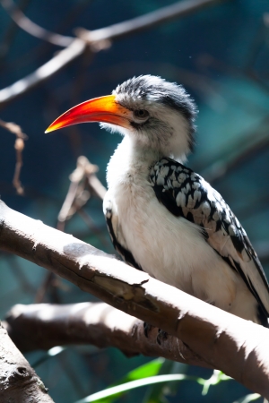 Red-billed hornbill atop a tree branchの写真素材