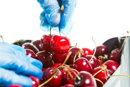 Fruit picking up some fresh cherries to sellの写真素材