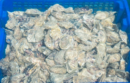Growing oysters at low tide at the port of Cancale, France