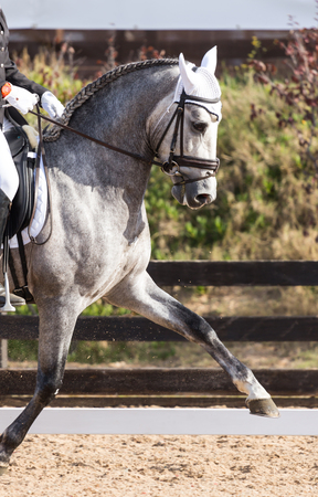 Beautiful Spanish horse color in outdoor exhibitionの写真素材