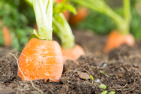 Fresh carrots in her bush about to be harvestedの写真素材