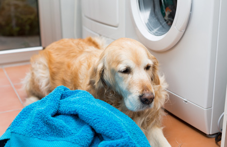 Golden Retriever dog doing laundry at homeの写真素材