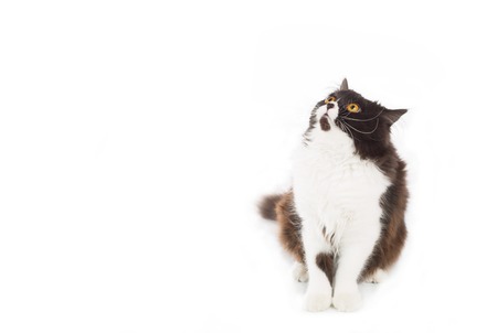 Beautiful Persian cat on a white backgroundの写真素材