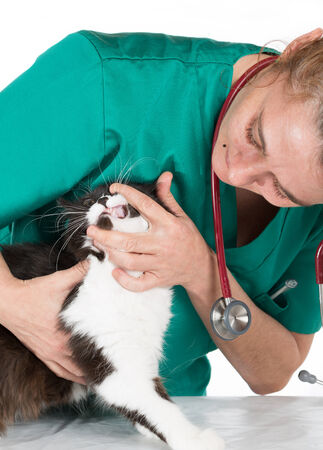 Veterinary conducting a review of a cat's teethの写真素材
