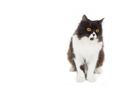 Beautiful Persian cat on a white backgroundの写真素材
