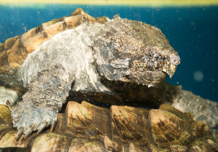 Alligator turtle underwater waiting for their preyの写真素材