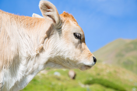 Brown cow through the Catalan Pyrenees, Spainの写真素材