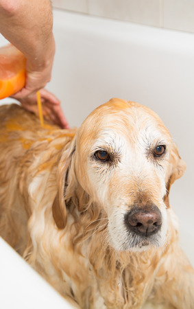 Relaxing bath foam to a Golden Retriever dogの写真素材