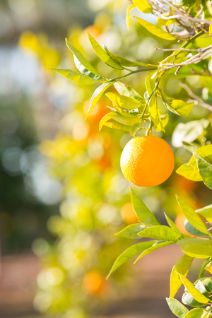 Trees with orange typical in the province of Valencia, Spainの写真素材