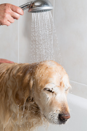 A dog taking a shower with soap and waterの写真素材