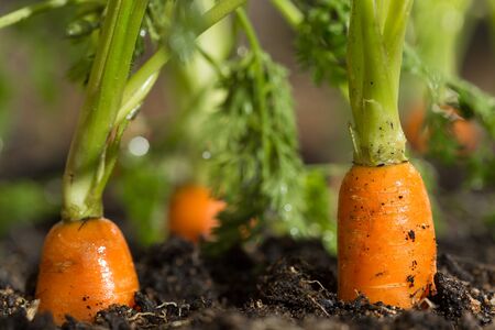 Fresh carrots in her bush about to be harvestedの写真素材