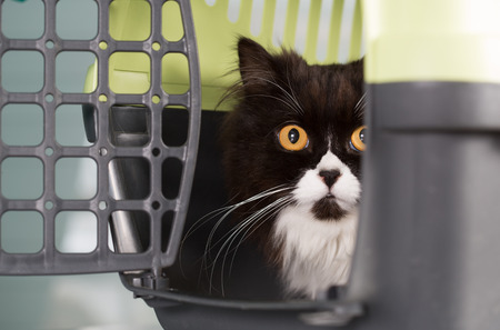 Cat in the transporter at a veterinary clinic