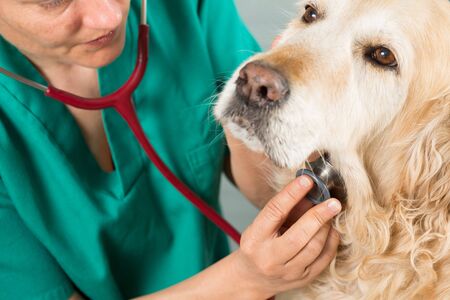 Veterinary by listening to a Golden Retriever dog in his clinicの写真素材